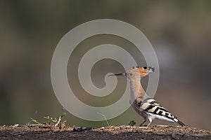 Bird :Close up of Eurasian Hoopoe Searching for Food