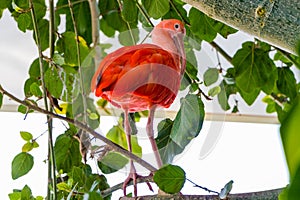 Bird close up, Scarlet Ibis, Eudocimus ruber tropical wader