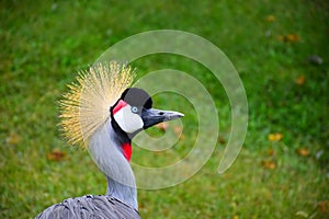 Close-up of a Grey Crowned Crane photo