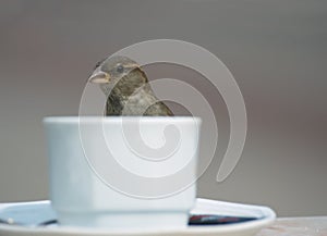 Bird and coffee