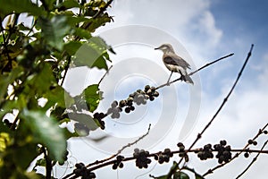 Bird on a coffee tree