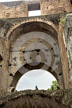 Bird at the Coliseum, Rome, Lazio, Italy.