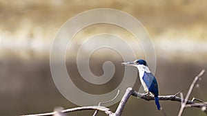Bird: Collared Kingfisher
