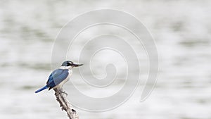Bird: Collared Kingfisher