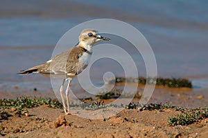 Bird Collared Plover (Charadrius collaris