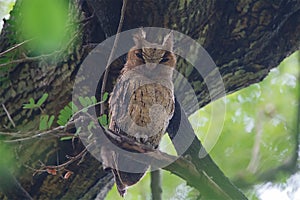 Bird,Collared scops owl, Bird of Thailand