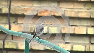 Bird collecting material for building a nest