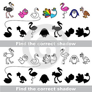 Bird collection. Find correct shadow.