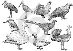 Bird collection illustration, drawing, engraving, ink, line art, vector