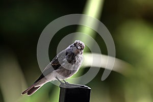 Bird on colomn fence