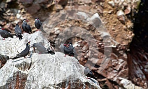 Bird colonies in the Ballestas Islands 5 Peru