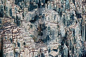 Bird colony in Alkefjellet. Brunnich\'s Guillemot, Uria lomvia, white birds with black heads sitting on orange stone, Svalbard,