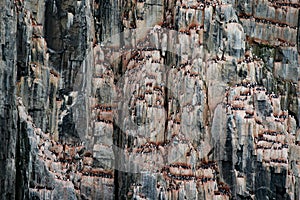 Bird colony in Alkefjellet. Brunnich\'s Guillemot, Uria lomvia, white birds with black heads sitting on orange stone, Svalbard,