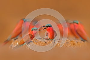 Bird colony conflict, pink Northern Carmine Bee-eater, Botswana. Wildlife scene from Africa. Bee-eater with catch in the bill.