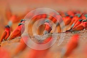 Bird colony, pink Northern Carmine Bee-eater, Botswana. Wildlife scene from Africa. Bee-eater with catch in the bill. Bird near