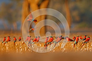 Bird colony, pink Northern Carmine Bee-eater, Botswana. Wildlife scene from Africa. Bee-eater with catch in the bill. Bird near