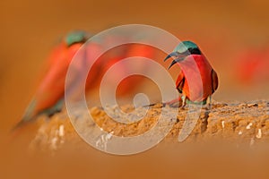 Bird colony, pink Northern Carmine Bee-eater, Botswana. Wildlife scene from Africa. Bee-eater with catch in the bill. Bird near