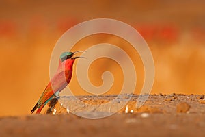 Bird colony, pink Northern Carmine Bee-eater, Botswana. Wildlife scene from Africa. Bee-eater with catch in the bill. Bird near