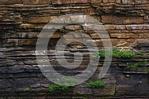 Bird colony on a rock wall