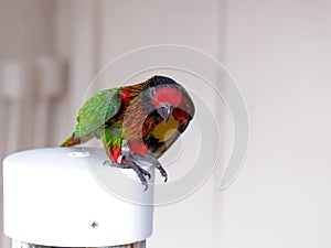 Bird, colorful rainbow lorikeet in aviary, Florida