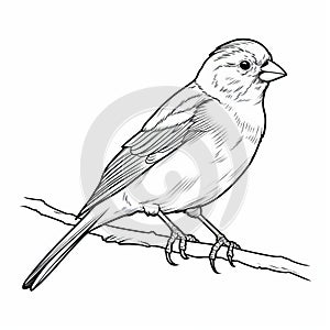 Bird Coloring Book Page: Finch Outline For Children\'s Coloring