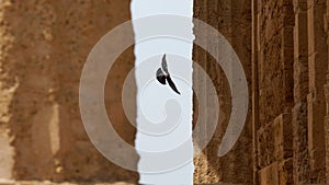 A bird between the columns of an ancient Greek temple