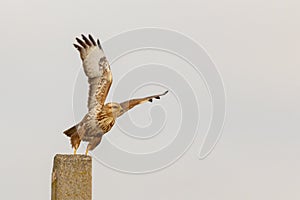 Bird Common buzzard in flight. Buteo buteo