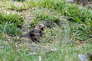 Bird Common hawfinch Coccothraustes coccothraustes