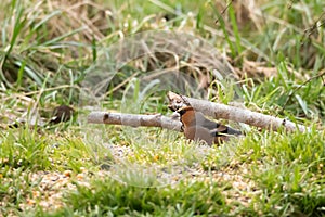 Bird Common hawfinch Coccothraustes coccothraustes