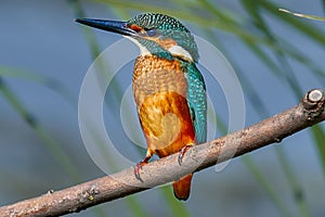 Bird - Common Kingfisher Alcedo atthis sitting on a dry branch on a sunny summer morning.