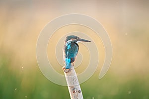 Bird common kingfisher Alcedo attis sits on a stick