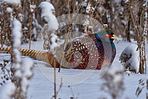 Bird - Common Pheasant Phasianus colchicus male quietly walks through the snow-covered thickets of dry last year`s grass.