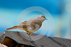 Bird Redstart