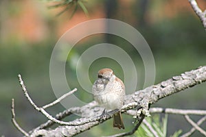 Bird. Common reed bunting. Emberiza protected species