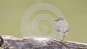 Bird: Common Sandpiper