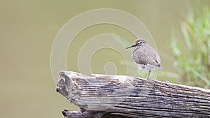 Bird: Common Sandpiper