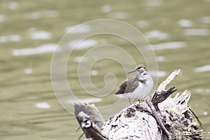 Bird: Common Sandpiper