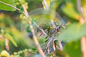 Bird (Common tailorbird) on tree in nature wild