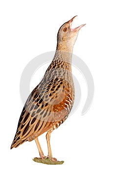 Bird a Corn crake isolated on the white