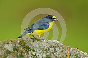 Bird from Costa Rica forest. Yellow-throated Euphonia, Euphonia hirundinacea, blue and yellow exotic bird from the Costa rica. Bir