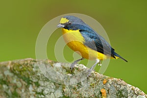 Bird from Costa Rica forest. Yellow-throated Euphonia, Euphonia hirundinacea, blue and yellow exotic bird from the Costa rica. Bir