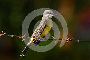 Bird of Costa Rica. Tropical Kingbird, Tyrannus melancholicus, exotic yellod grey bird form Cano Negro Reserve. Grey yellow bird