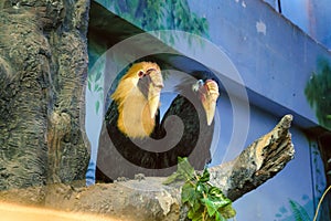 Bird couple. Papuan hornbill on a branch