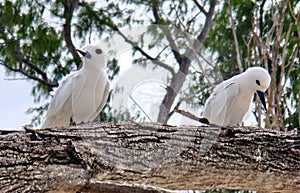 Bird couple. Sadness, offence.