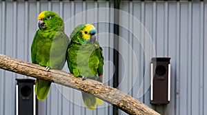 Bird couple, two green amazon parrots close together on a branch, one yellow crowned and one blue fronted amazon, tropical birds