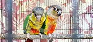 A bird couple was in cage, Bangkok Thailand