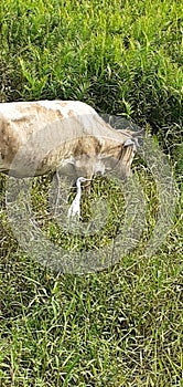 Bird with cow white wild paddy aria