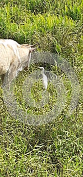 Bird with cow white wild paddy aria