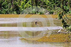 Bird and crane in the middle of a lake in Puerto Madero. Lots of trees