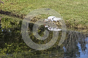 Bird Cranes feeding frenzy at the riverbank